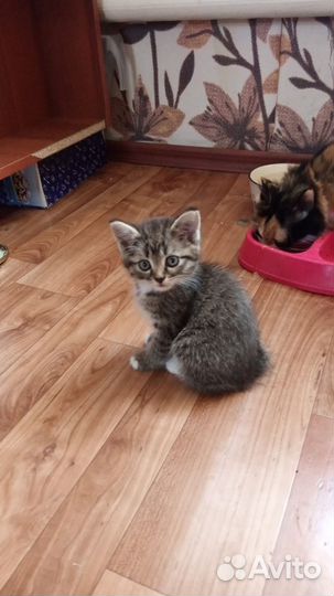 Отдам котёнка в добрые руки, девочка