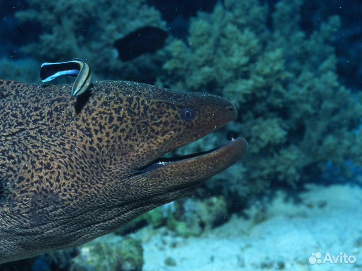 Экскурсия — Хургада — Гранд Аквариум вХургаде: Кра