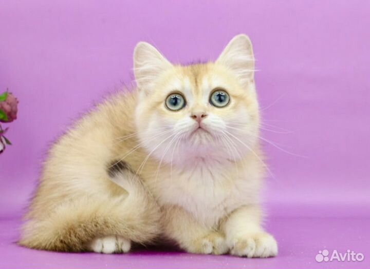 Британская золотая шиншилла ny12 глазастая краса