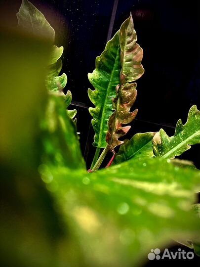 Филодендрон ринг оф файер