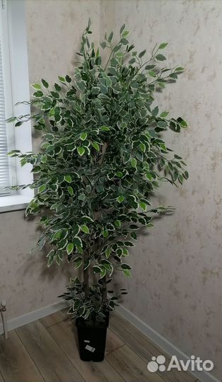 Искусственный фикус