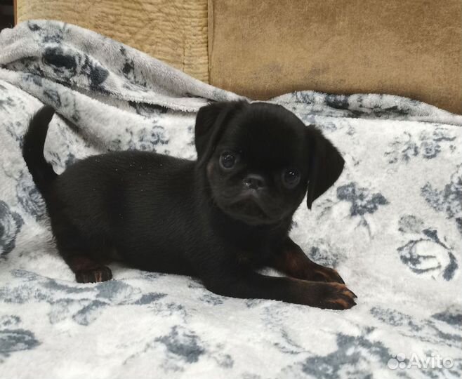 Малый брабансон