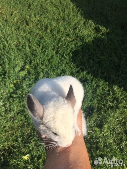 Мини ферма шиншилл