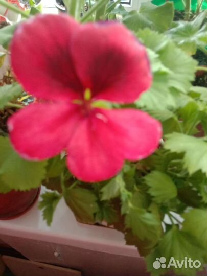 Пеларгония герань сортовая