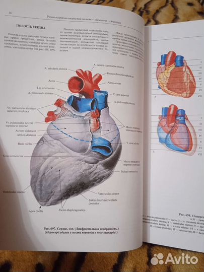 Атлас анатомии человека Синельников 2015г