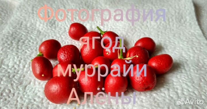 Муррайи ягоды