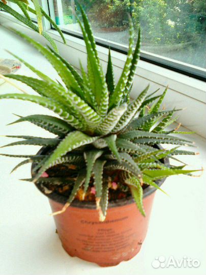 Комнатные цветы разные