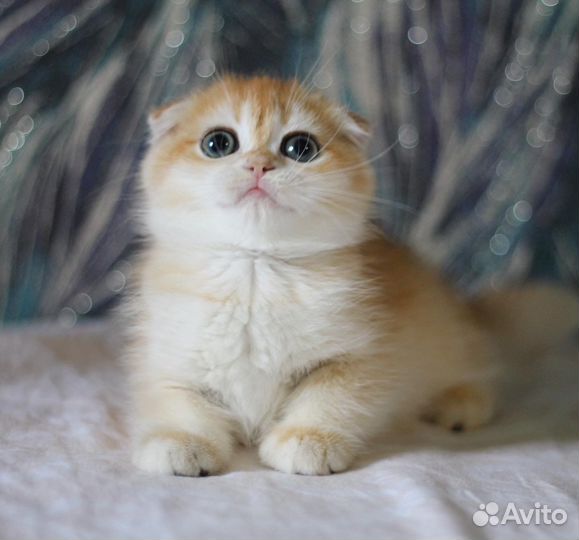 Вислоухая девочка ny 12, папа cy 12