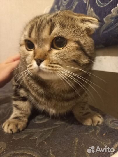 Отдам Шотландская вислоухая кот и кошка