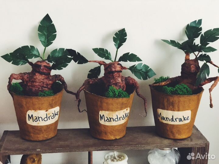 Мандрагора в горшке Гарри Поттер