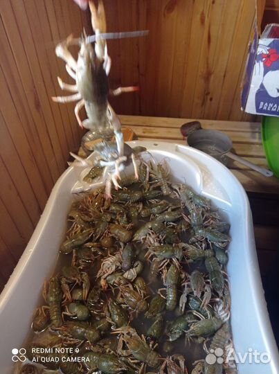 Раки живые алтайские наисвежайшие 1200