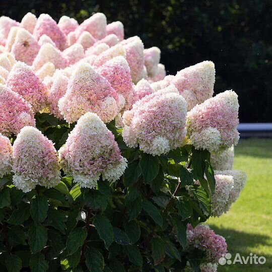 Гортензия Пинк энд Роуз, Саммер Лав