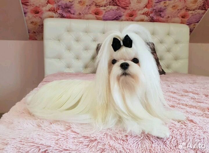 Мальчик (вязка)