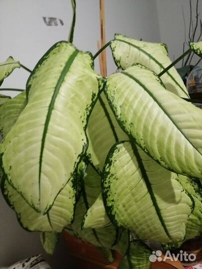 Диффенбахия