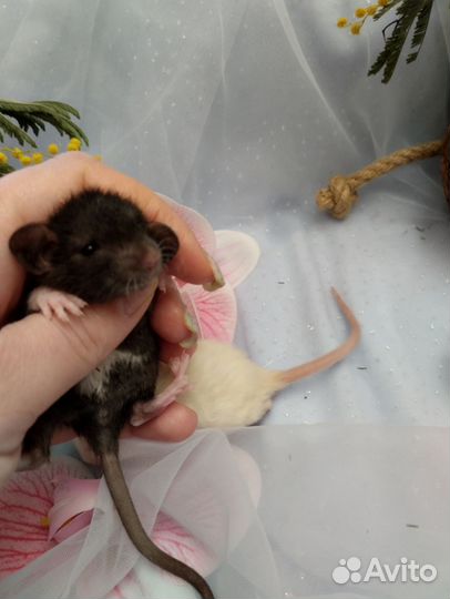 Крыса.крысята Дамбо. Инь и Янь рексы.клетки