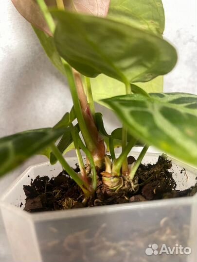 Антуриум Кристаллинум