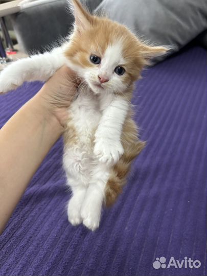 Котята мейн-кун