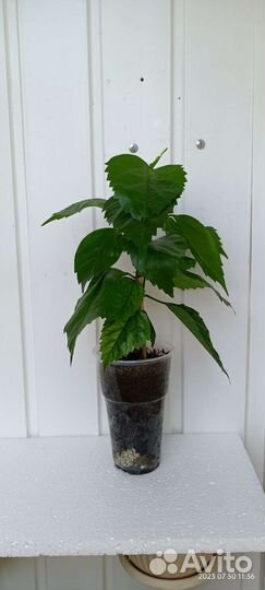 Гибискус Текила Санрайз