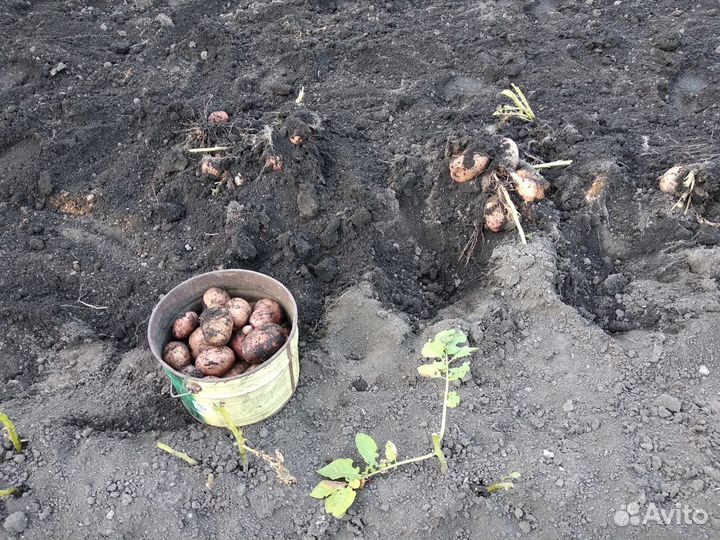 Картофель выращен на собственном участке до дождей