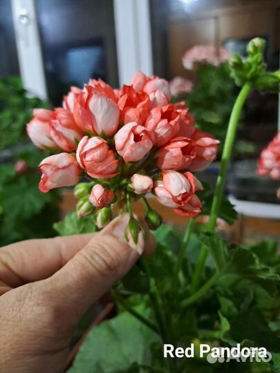 Пеларгонии