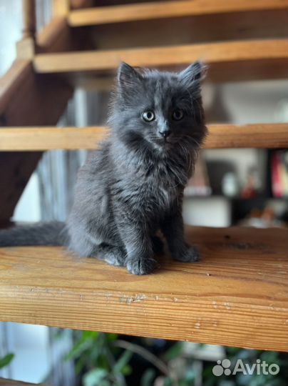 Кошка в дар