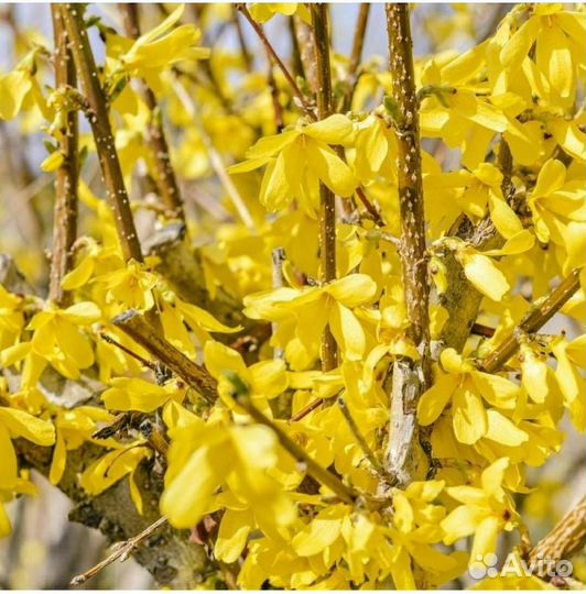 Лилейник, лук суворова, форзиция, ирис бородатый