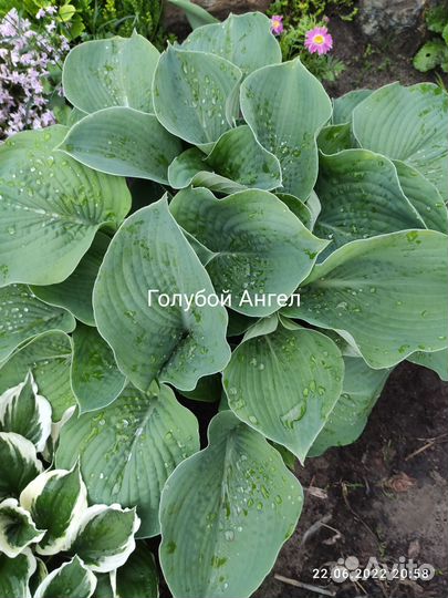 Хоста растение