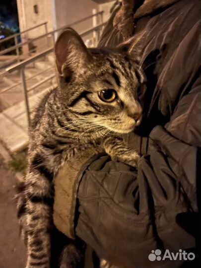 Кот в добрые руки