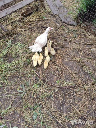 Мускусные утки индоутки индоутята