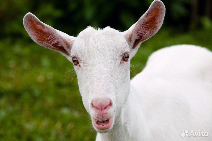 Козочка молочной породы