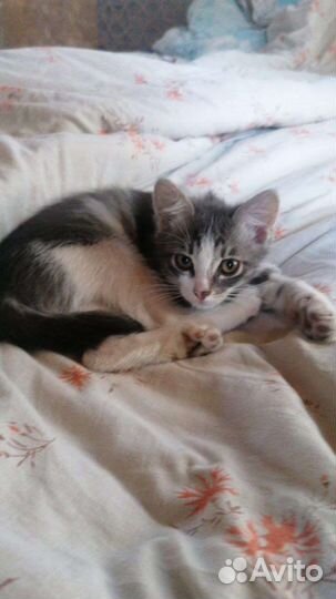 Котята в добрые руки приучены к лотку