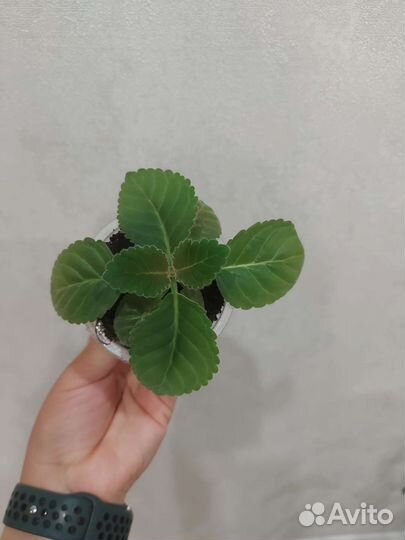 Глоксиния Импресс Парпл