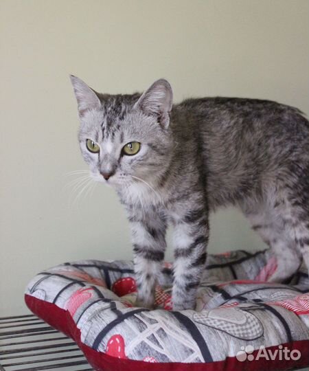 Кот Серджио