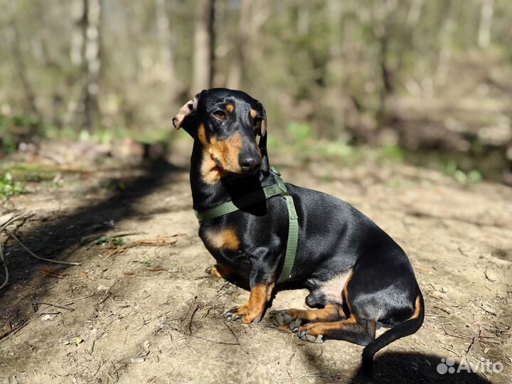 Кроличья такса вязка