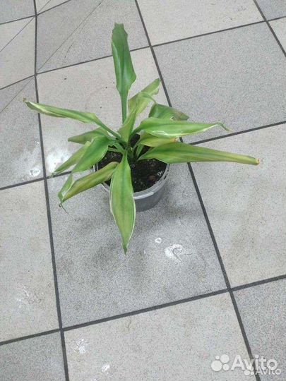 Драцена,Радермахер драцена взрослое,хирита