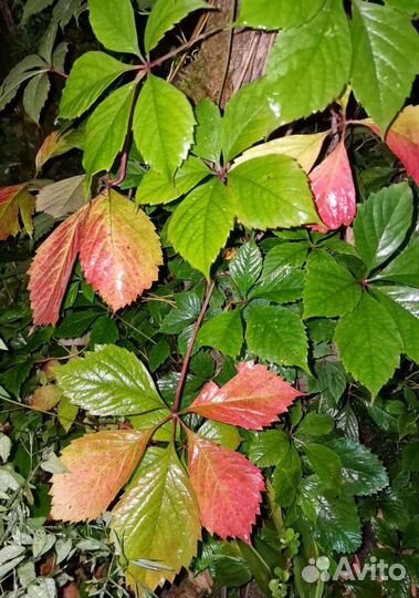 Девичий виноград