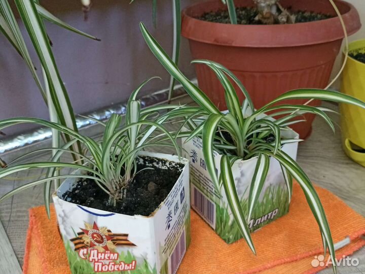 Растение Хлорофитум полосатый очистка воздуха