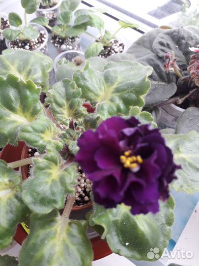 Домашние растения