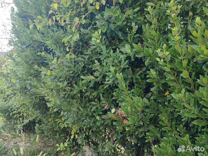 Лавровый лист оптом