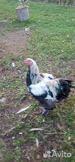 Петух Брама