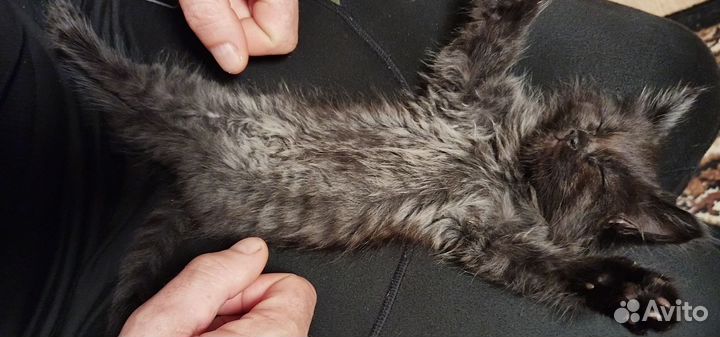 Кошки и котята