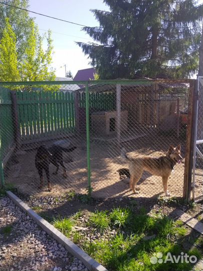 Собака. Девочка. Найда. Сторож