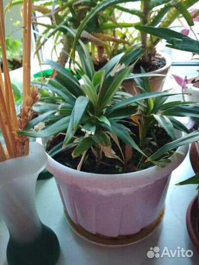 Комнатный цветок