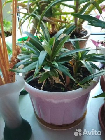 Комнатный цветок