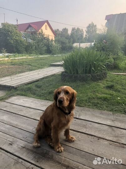 Английский кокер спаниель, кобель. Вязка