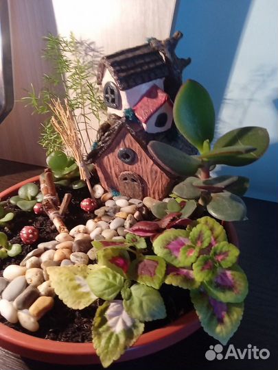 Композиция из комнатных растений. Мини-садик