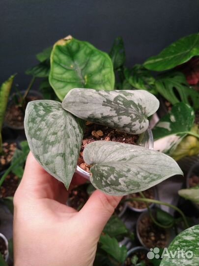 Сциндапсус, эпипремнум