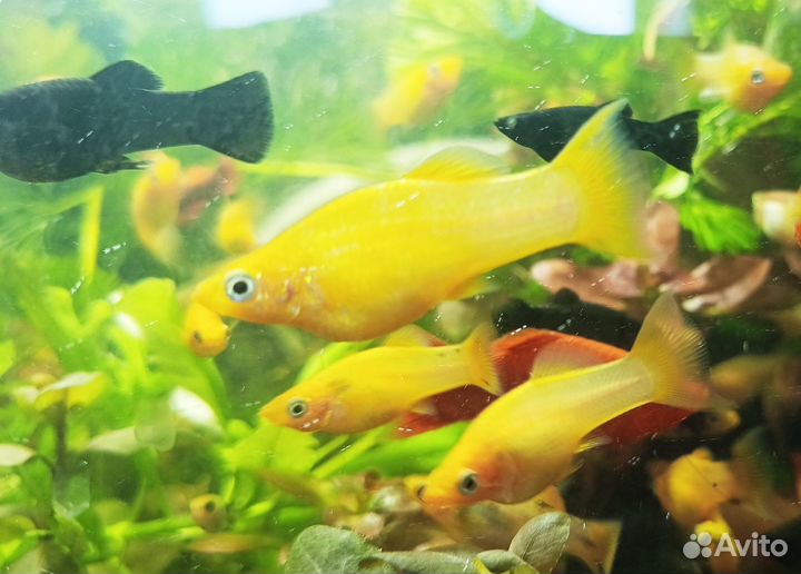 Желтые молинезии