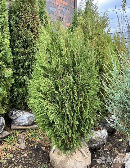 Туя Смарагд вип экстра с бесплатной доставкой