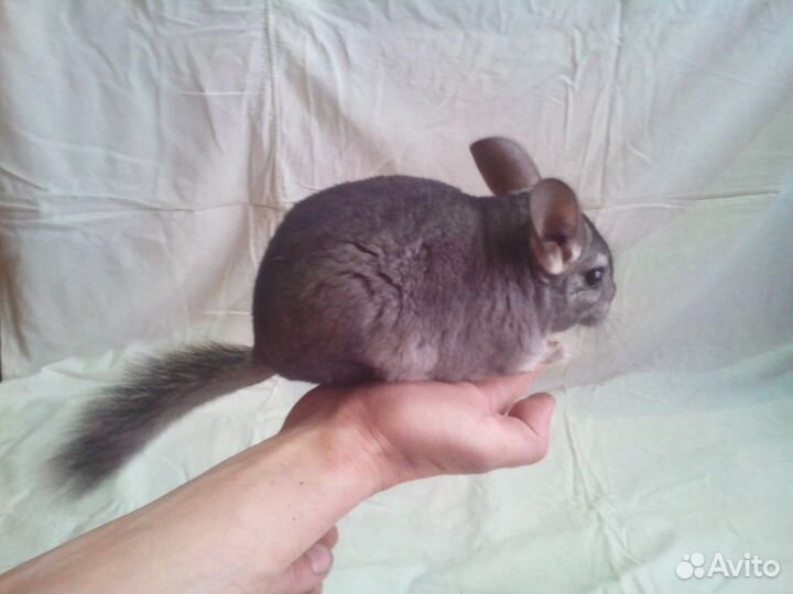 Шиншиллы и шиншиллята